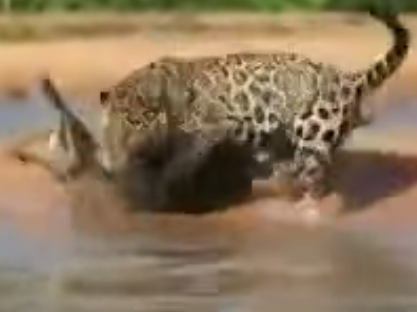 Охота 2 Леопард против крокодила
