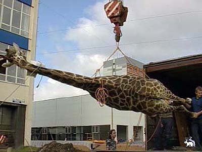 Жираф разбил голову 2
