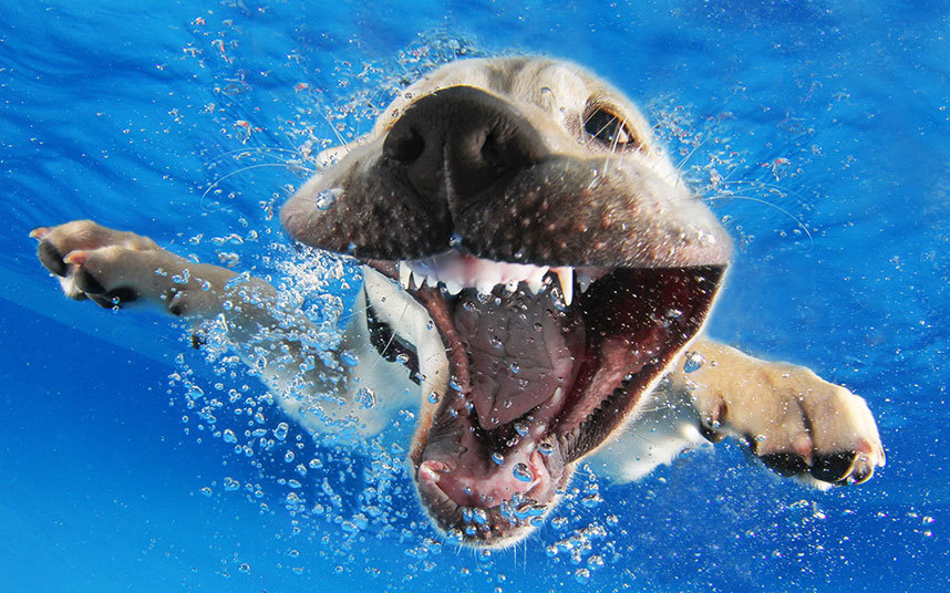 underwater-dogs-1