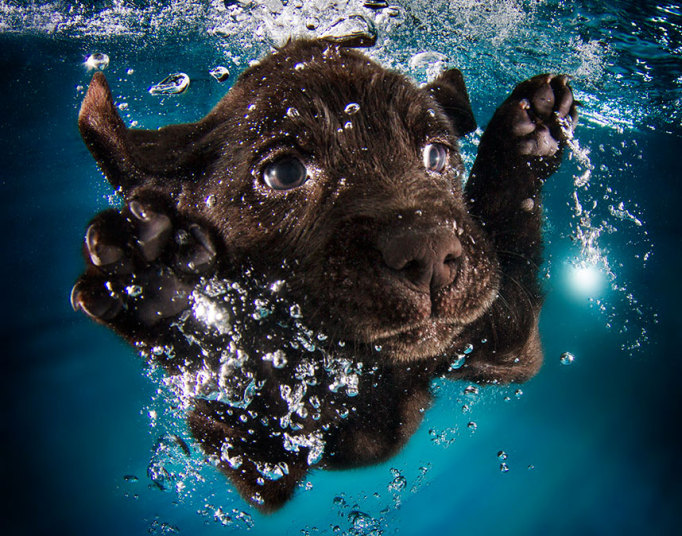 underwater-dogs-3