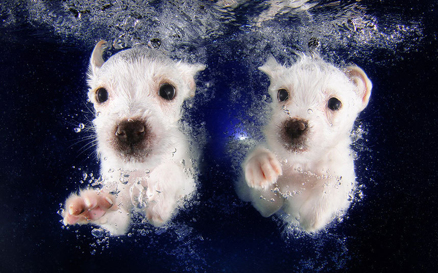 underwater-dogs-4