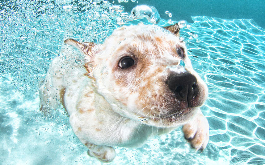 underwater-dogs-7
