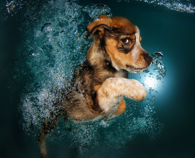 underwater-dogs-8