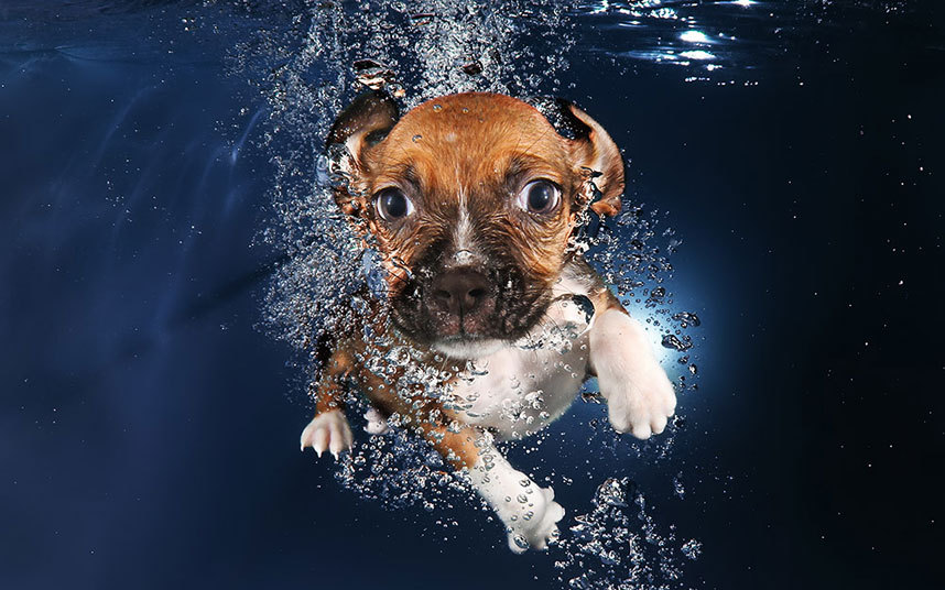 underwater-dogs-9