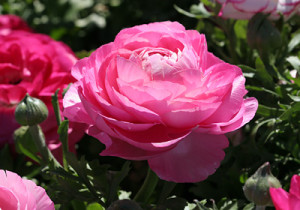 Цветы похожие на розы Ranunculus Asiaticus лютик азиатский 2