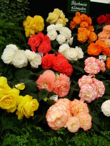 Цветы похожие на розы begonia 1