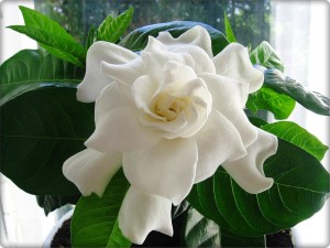 Цветы похожие на розы gardenia 1