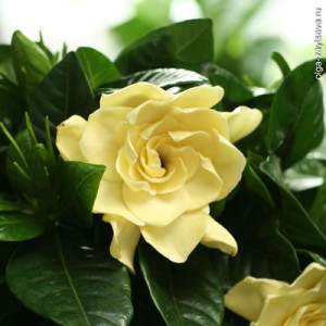 Цветы похожие на розы gardenia 2