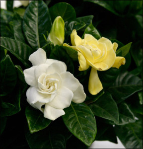 Цветы похожие на розы gardenia 3