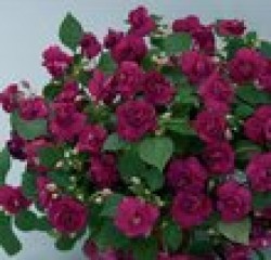 Цветы похожие на розы махровый бальзамин 5
