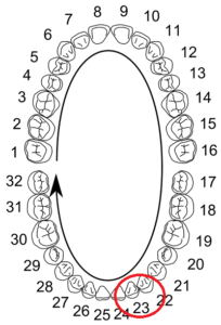 нумерация зубов