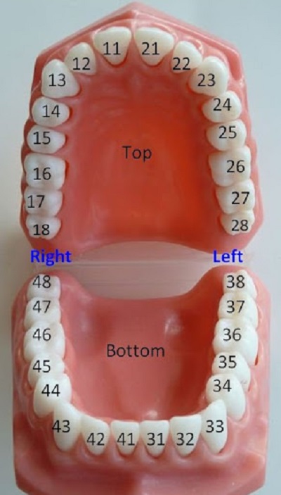 нумерация зубов
