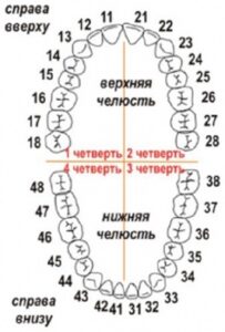 Нумерация зубов в России
